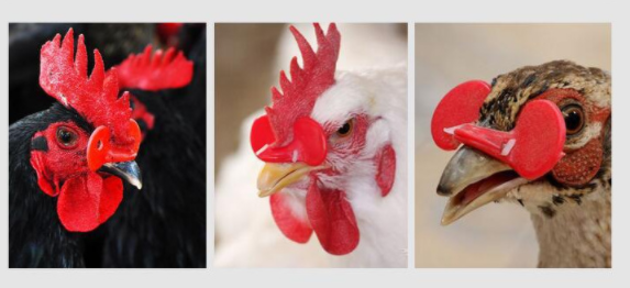 Chicken Beak Clasps
