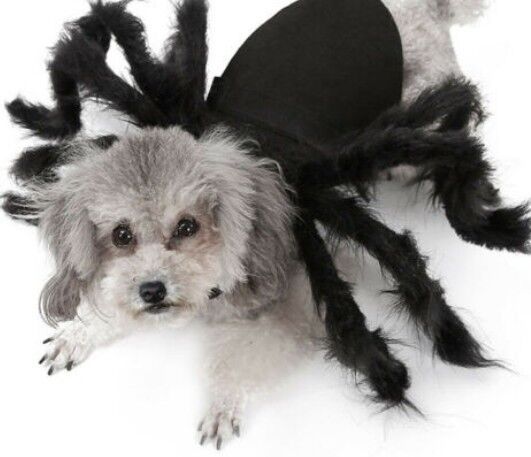 Pet Spider Horror Simulation Plush Dress Up