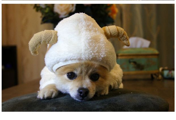 Dog Pet Parent Child Turned Into Goat Four Legged Clothes