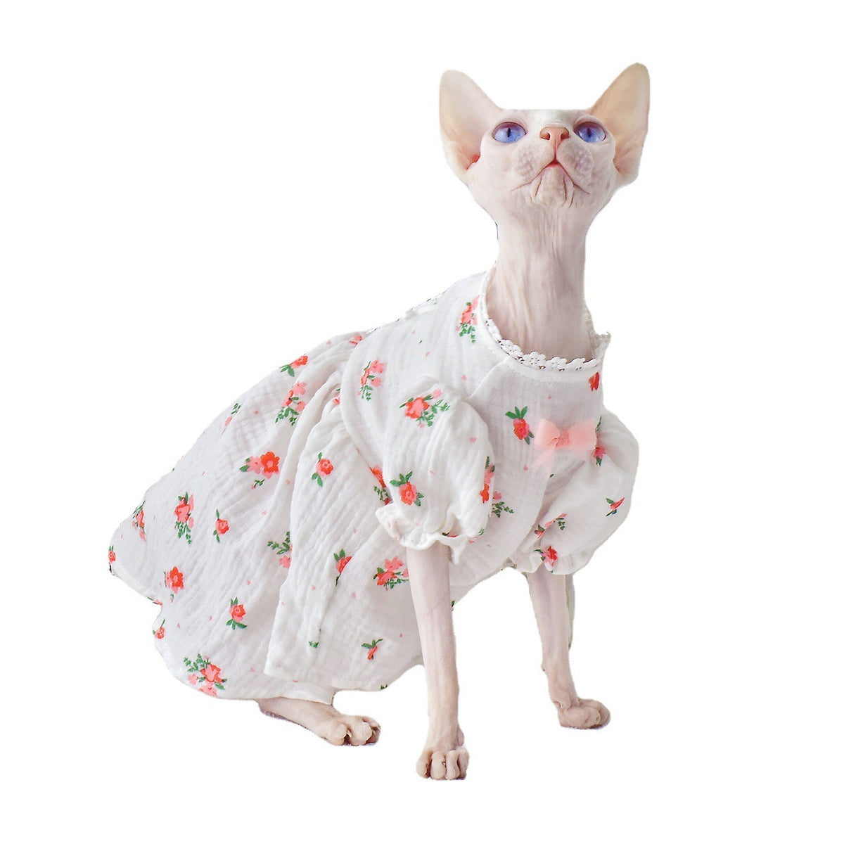 Botrytis - Sphinx Hairless Cat Summer
