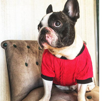 Small and Medium-Sized Dogs In Bow Knitted Sweater