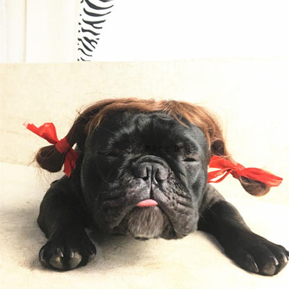 Pet dog and cat turned wig