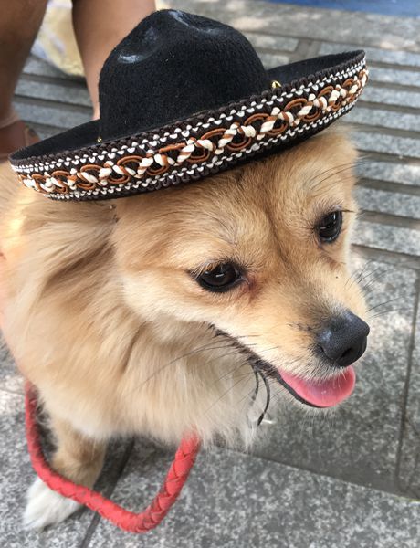New Sales Pet Supplies Hot Dog Hats