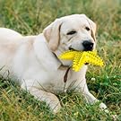 Sounding Starfish  The Natural Toothbrush For Small And Medium Dogs Starfish Natural Tooth Brush Teeth Cleaning