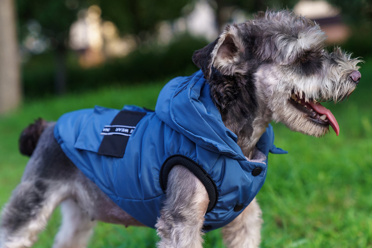 Autumn And Winter New Pet Hooded Thickened Jarre Aero Bull Bichon Winter Cotton Dress