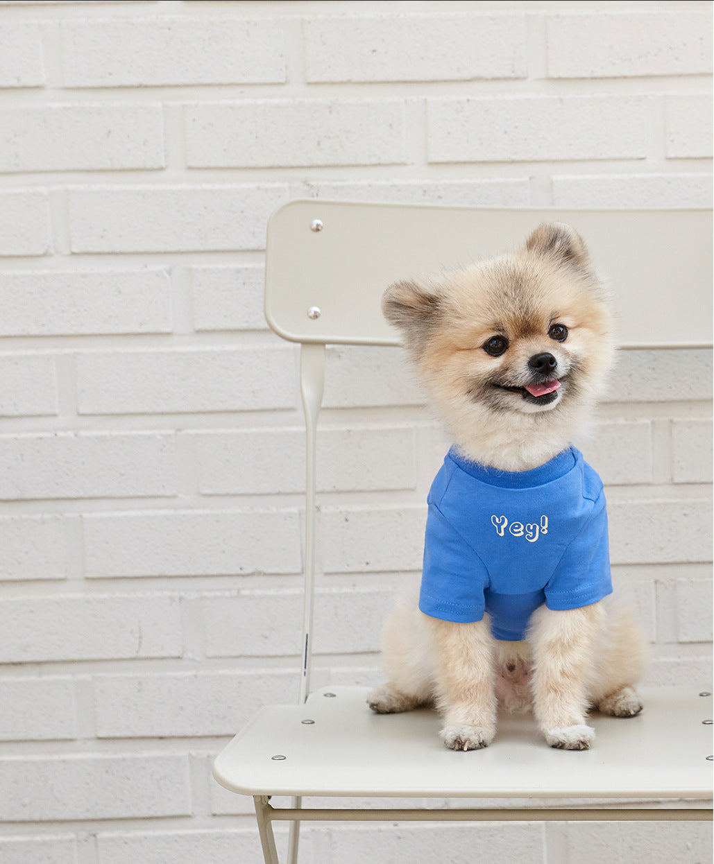 Korea Korean Version Of Pet Clothes T-shirt Refreshing Color Printing Chun Cotton Short-sleeved T