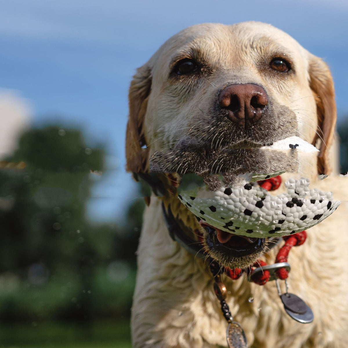 Teeth-resistant Pet Dog Chewing Toy Football