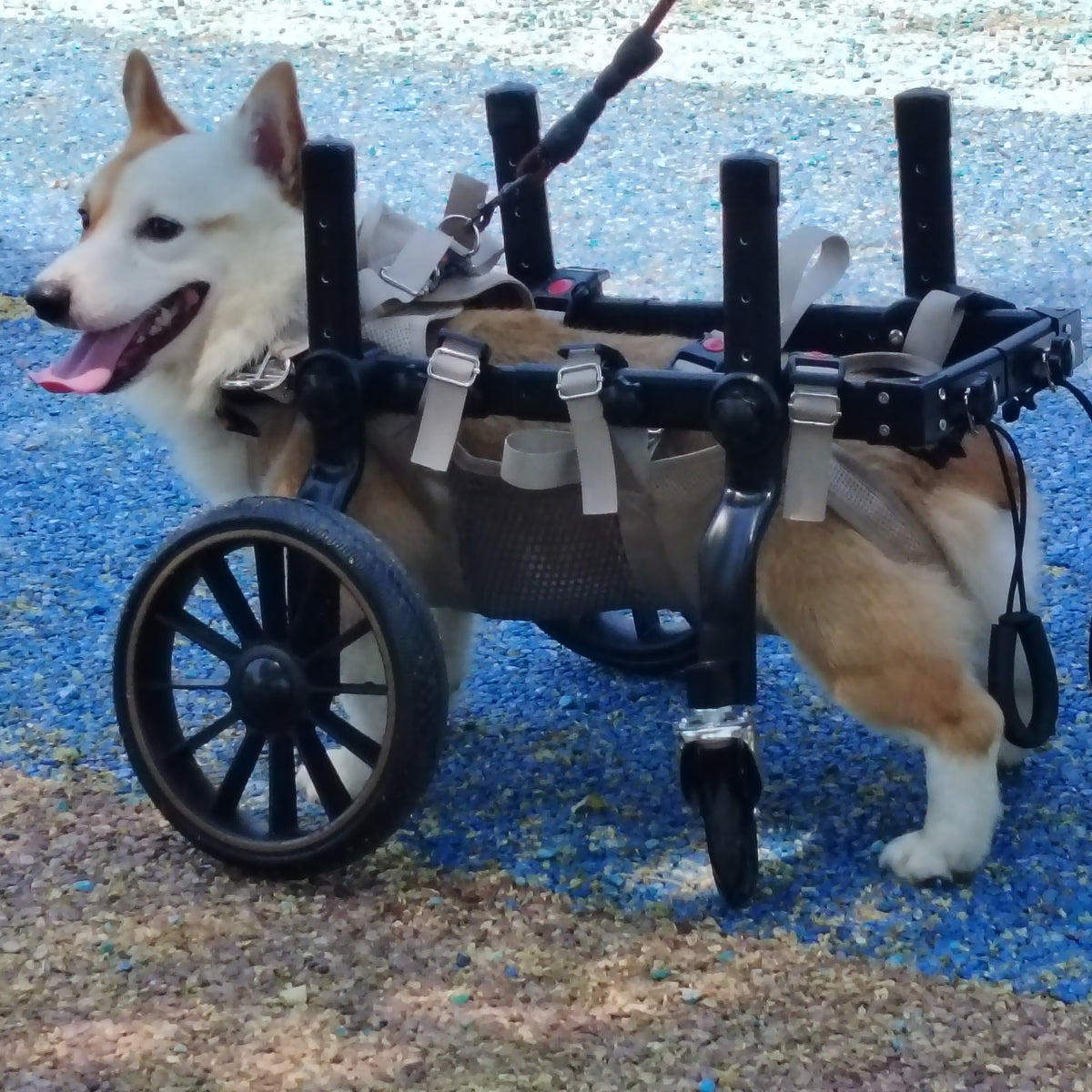 Dog Wheelchair For Hind-limb Paralysis Rehabilitation And Mobility Aid For Disabled Dogs