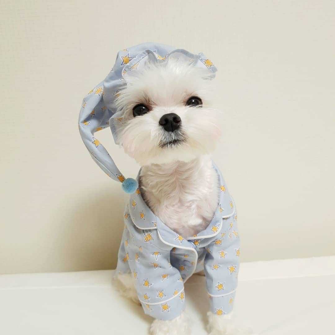 Blue Star Pajama Set Dog Loungewear
