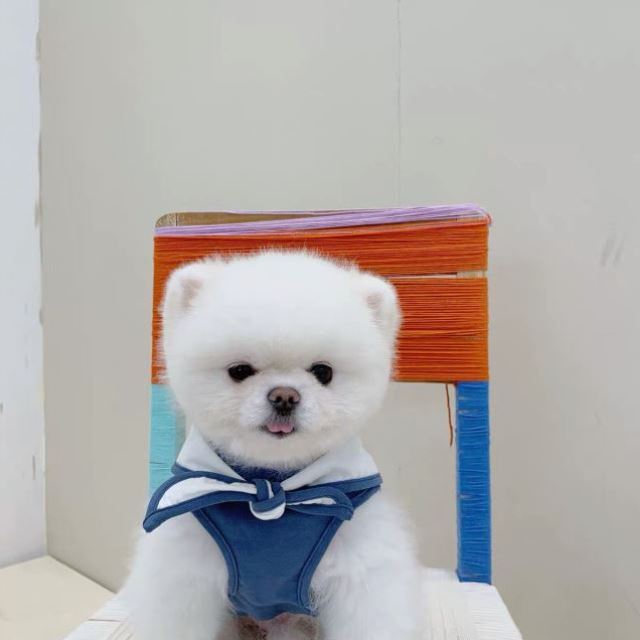 Thin Spring And Autumn Fashion Dog Clothes