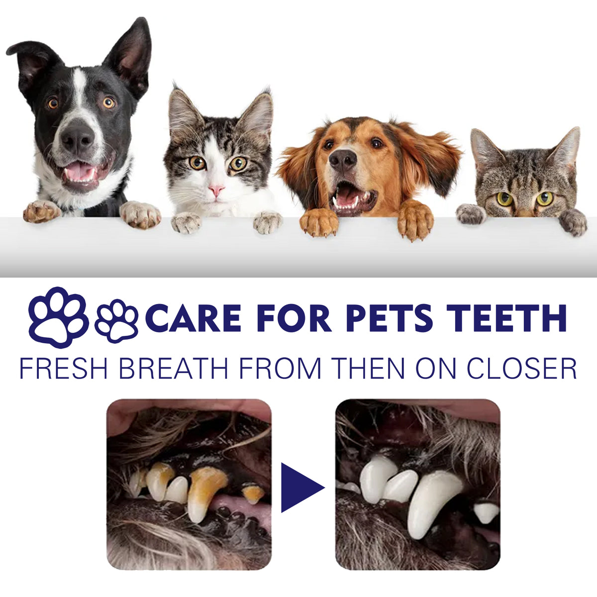 Pet V34 Toothpaste 60g  1box