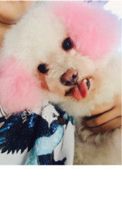 Personalized Dressing Up Dye For Dog Hair