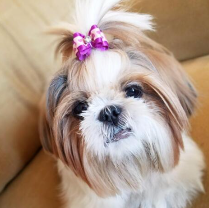 Pet Head Flower Bow Hair Accessories