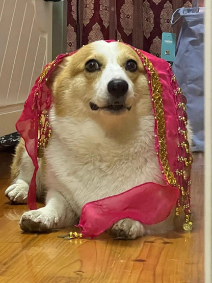 Belly Dance Fart Chain Sequined Waist Chain Enthusiastic Dog Fart Hip Scarf