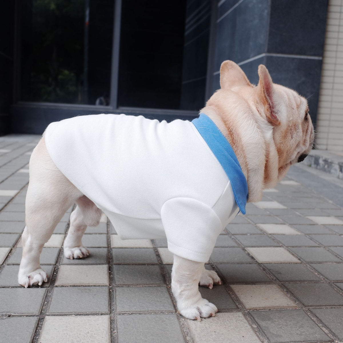 Dog Autumn And Winter Plus Size Colorblock Polo Shirt School Uniform