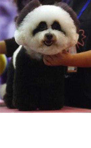 Personalized Dressing Up Dye For Dog Hair
