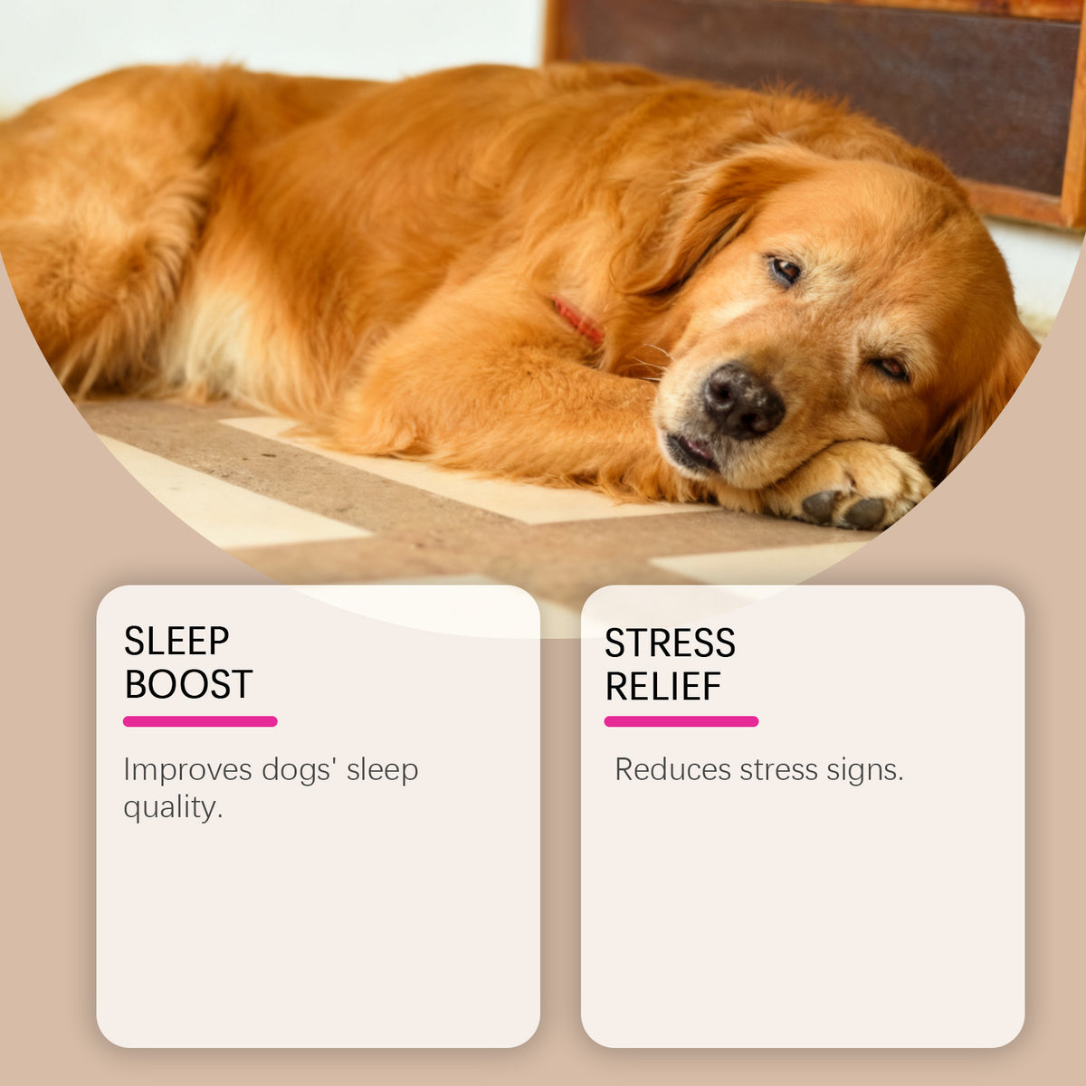 Gentle Everyday Ingredients To Care For Your Dog